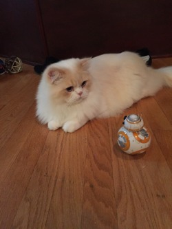 catsandkitten:  This is the droid he’s looking for