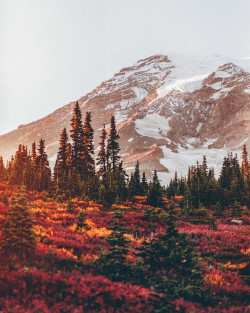 nicholaspeterwilson:  Fall Colors on Mt Rainier  by Nicholas Peter Wilson 