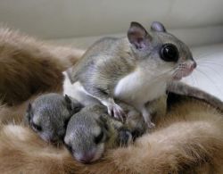 jaysun:  cuteness-daily:  A Japanese dwarf flying squirrel with her babies   lol aww, her face is like *Look I made these!