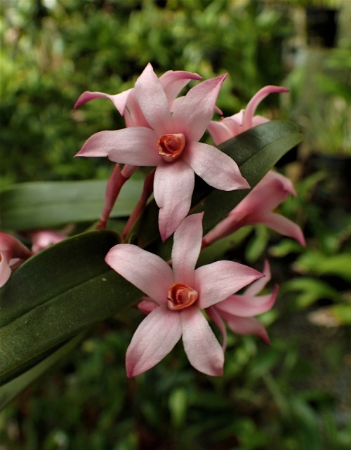 orchid-a-day:Maxillaria scalariformisSyn.: Camaridium scalariforme; Adamanthus scalariformisNovember 10, 2020 