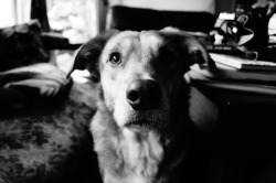 insanecorgi:  handsomedogs:  He’s sweet and beautiful my dear Rouquin &lt;3 http://j-aime-les-chemises.tumblr.com/  what a cutie