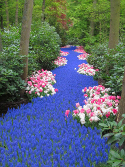 woahdudenode:  A meandering river of flowers