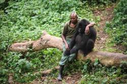 adapto:  Phil Moore (2012) A park ranger comforting a mountain gorilla whose mother had been killed by poachers 