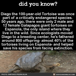 appel-likes:  jacknurse:  did-you-kno:  Diego the 100-year-old Tortoise was once  part of a critically endangered species.  50 years ago, there were only 2 male and  12 female Galapagos giant tortoises on  Espanola, the only island where they  live in