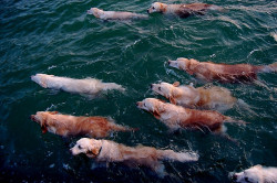 grahamphicdesign:  daftwithoneshoe:   Ahh, the migration of the rare golden retriever fish. What a rare and beautiful sight in nature.   Exquisite.  IT GOT BETTER 