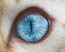 culturenlifestyle:  Hypnotic Macro Photographs of Cats’ Eyes by Andrew Marttila Self-professed “crazy cat man” and photographer, Andrew Marttila has been allergic to animals since birth. Determined to overcome his allergies at the age of 22,