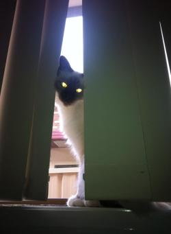 Mind-Of-Moria:  So I Present Fifi, The Cat Of Sauron 