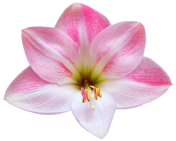 transparent-flowers:  Amaryllis. (x). 