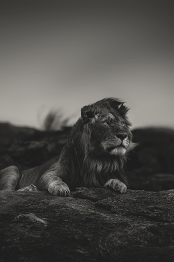 wearevanity: Lions NoireI feel like this needs a witty caption, someone help me out?