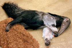 pilosapals:  Young giant anteater; Dortmund; 26th May 2011