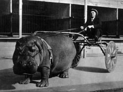 Hippo Cart