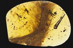 vastderp: npr:  In 2015, Lida Xing was visiting a market in northern Myanmar when a salesman brought out a piece of amber about the size of a pink rubber eraser. Inside, he could see a couple of ancient ants and a fuzzy brown tuft that the salesman said