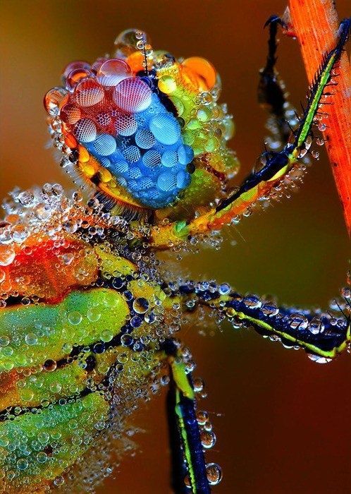 XXX beautymothernature:  Dragonfly covered in photo