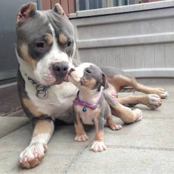 awwww-cute:  Pitbull and baby pitbull 