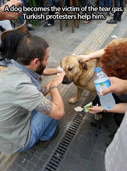 rowwithachipandpinmachine:  defnotyouraveragewoman:  mandeecarek:  webofgoodnews:  Animals getting help from people.  