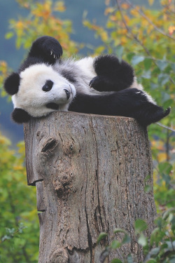 visualechoess:  Comfy Position - by: Josef Gelernter 