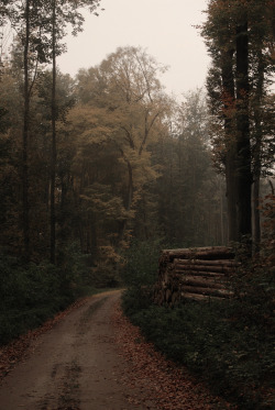 hinterdemmond:  forest road