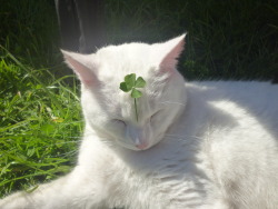 doesnotmatteratall:  secondlina:  bettiefatal:  buckobarns:  This is the lucky clover cat. reblog this in 30 seconds &amp; he will bring u good luck and fortune.  THIS ONE!!! THIS IS THE ONE THAT WORKS!!!!! I reblogged him the day i started treatment