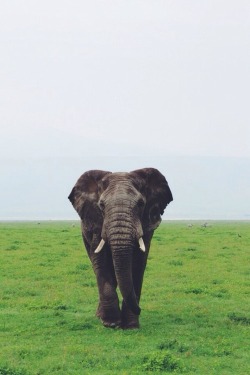 wolverxne:  Elephant Bull | by: { lulu48
