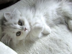 kittylicks726:  I want to cuddle it! eeee