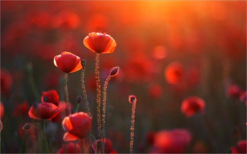 renamonkalou:  For those who likes Poppy-Red | Nikolai Shahmantsir I do   (◑‿◐)   