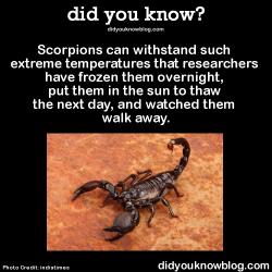 did-you-kno:  Scorpions can withstand such extreme temperatures that researchers have frozen them overnight, put them in the sun to thaw the next day, and watched them walk away.  Source