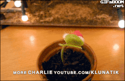 gifsboom:  Video: Merry Christmas from Charlie the venus flytrap