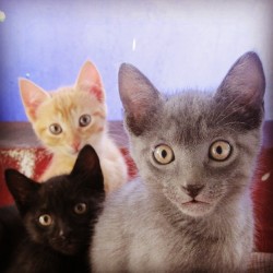 Mi trio de hijos&hellip; esos gaticos son hermosos #cat #cats #bestanimal #blackcat #yellowcat #graycat