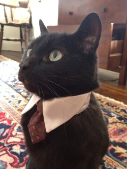 catsbeaversandducks:10 Very Successful Business Cats That Have A Message For You“Bad news. I need you to work on Caturday.”All photos via Cats in Business Attire on Reddit