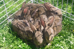 lokis-green-and-golden-queen:  mecto-amorous:  sleepyshibe:  1 sqft of bun  Fun fact: a group of bunnies is called a fluffle.  1 SQFT OF FLUFFLE 
