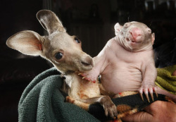 catsbeaversandducks:  Kangaroo and Wombat
