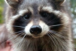 catsbeaversandducks:  October 1st is International Raccoon Appreciation Day and to celebrate it nothing better than the amazing Oreo Raccoon, the inspiration for the character of Rocket Raccoon in Guardians of the Galaxy. Photos by ©Oreo and Friends