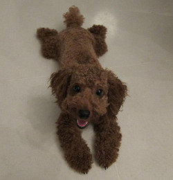 prince-rylie:  thefluffingtonpost:  Plush Toy Turned Out to Be Real Dog When Wendy Holmes brought a stuffed animal home from her local Toys ‘R’ Us, nothing appeared out of the ordinary. “It was just a cute stuffed dog,” Holmes tells The Fluffington