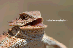 funnyandhilarious:  Laughing Lizard » 