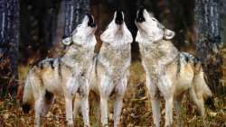 Haunting chorus (Timber Wolves)