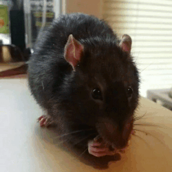 I think your blog needs different kinds of pets… like my rat Peppa eating Cookie Crisp!!(rhiai)NOOOOO THAT’S TOO CUTE