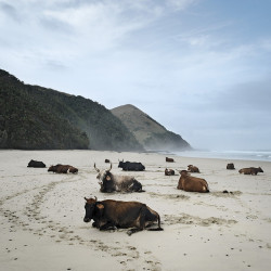 androphilia: Xhosa cattle on the shore. Mgazi, Eastern Cape, 19 May 2010 by Daniel Naudé Colour photograph 