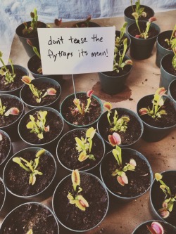 hollowedskin:  dr-archeville:  ayellowbirds:  andymisandry:  ayellowbirds:  pixiebutterandjelly:  Poison Ivy as a kindergarten teacher  no, but really: flytraps use up a LOT of energy closing their traps. You know a lot of other plants that move that