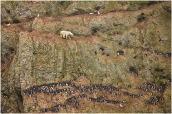 Precarious prowl (a young male polar bear climbs on a cliff face above the ocean in northern Russia, attempting unsuccessfully to feed on eggs from the nests of Brünnich’s Guillemots. ~ by Jenny E. Ross)