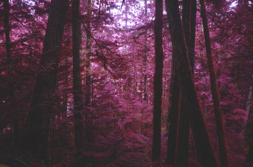Porn photo deeplovephotography:  Vancouver Island Infrared