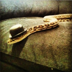 dogsintophats:  Snake in a top hat!