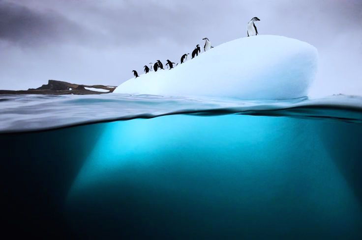 nubbsgalore:aldelie penguins spend their (austral) winters in the seas surrounding