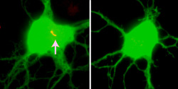 neurosciencestuff:  The white arrow highlights the primary neuronal cilium, a hair-like structure on nerve cells. The neuron on the right has no cilium because of the loss of a protein linked to intellectual disability in humans. Credit: YOSHIHO IKEUCHI