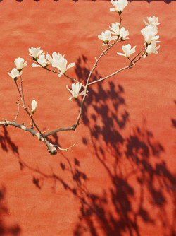 floralls:  x465433980s (by Shuwei Liu) 