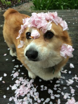 Such a cute little doggy covered in petals :)
