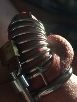 show-us-your-locked-cock:  My 18 y.o. locked cock.  User submitted photo.