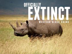 house-of-gnar:  itsramez:  tokillthedragon:  morbitorium:  officialmillerhighlife:  everchanginghorizon:  Another species to be added to the ever-growing tick-list:  Africa’s Western Black Rhino has been officially declared EXTINCT. Poaching and lack