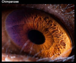 stilestrialsofhale:  thatscienceguy:  The Eyes of Nature  what the fuck llamas 