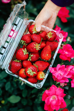 redefiningfood:  Because sometimes happiness can be as simple as a box of Strawberries, especially when the days get gray and life gets startlingly complicated. [Farmers Market Finds] 