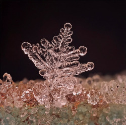the-star-stuff:  Remarkable Macro Photographs of Ice Structures and Snowflakes Russian photographer Andrew Osokin has done a phenomenal job of capturing such bizarre ice formations, you can explore hundreds more photos over in his LensArt profile.